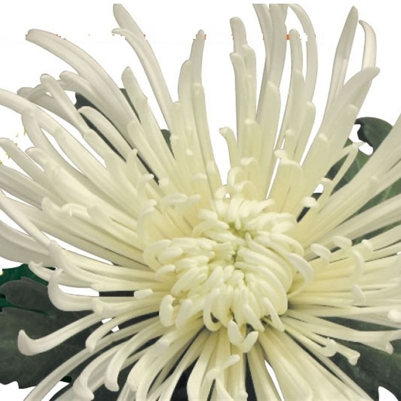 VENERI BIANCO
